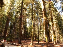 Sequoia Park