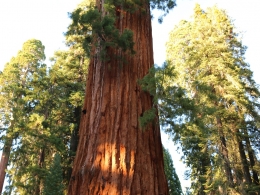 Sequoia Park