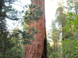 Sequoia Park