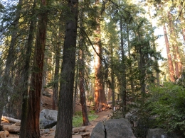 Sequoia Park