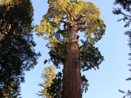 Sequoia Park