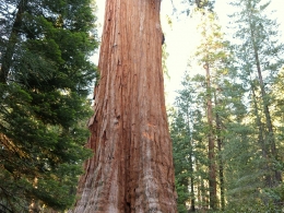 Sequoia Park