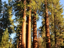 Sequoia Park