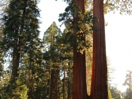 Sequoia Park