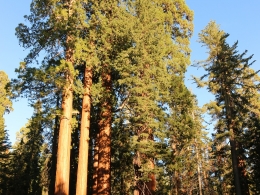 Sequoia Park