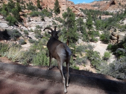 Zion Canyon